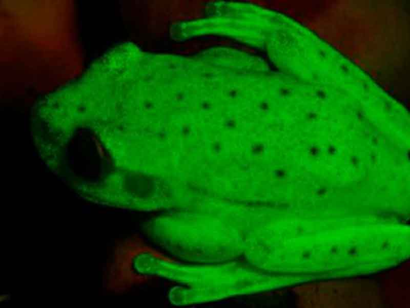 Descubierta la primera rana que brilla en la oscuridad - NorteDigital.mx