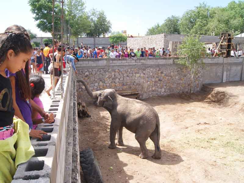 Desde el circo, elefantas llegan al zoológico San Jorge - Norte de Ciudad  Juárez