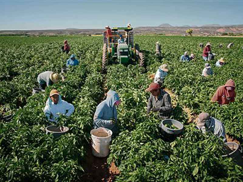 Agricultores de NM quieren trabajadores mexicanos