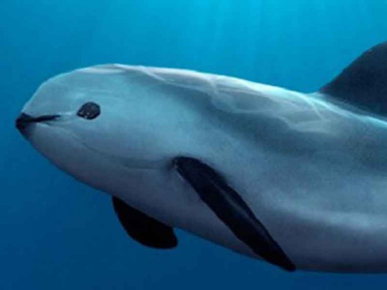 Vaquita marina de México rumbo a la extinción Norte de Ciudad Juárez