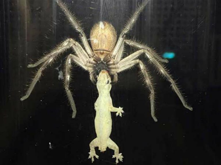Araña Gigante Devora Reptil En Australia Norte De Ciudad Juárez