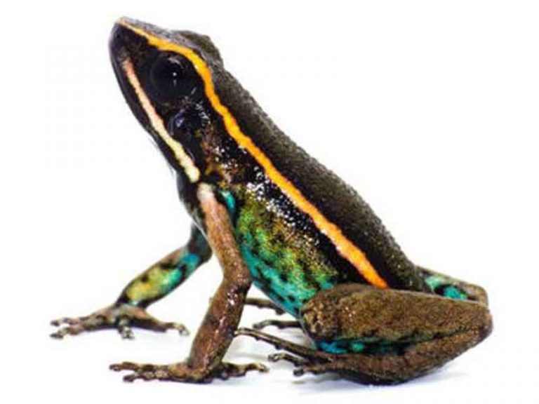 Descubren nueva especie de rana venenosa | Nortedigital