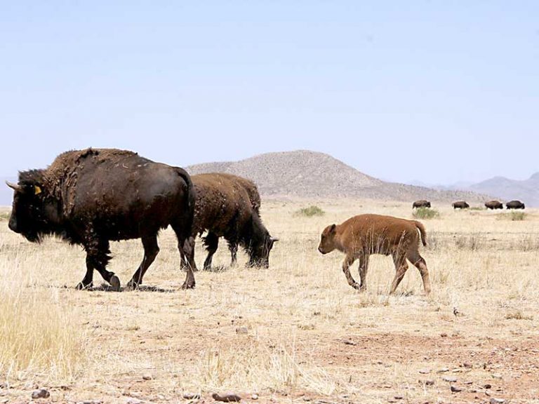 Janos, maravillas de la naturaleza muy cerca de nosotros