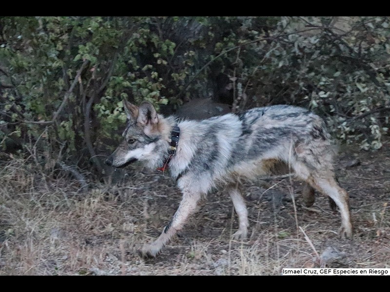 Uno de los ejemplares de lobo mexicano liberados.
