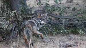 lobo mexicano