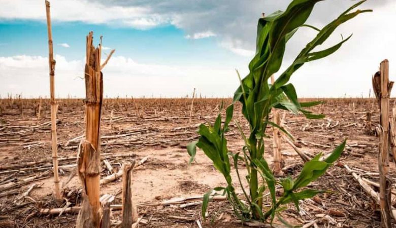 Sequía en México afectará a la agricultura: especialistas
