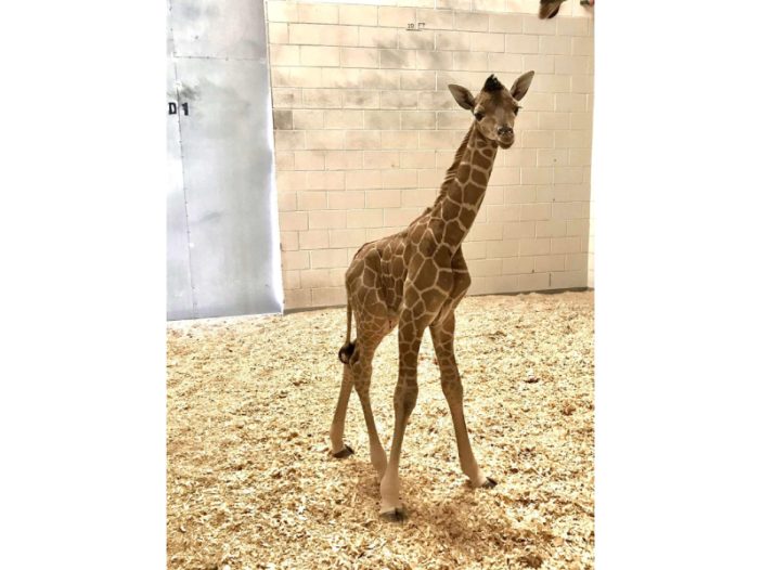 Lleg Al Zool Gico De El Paso Un Nuevo Habitante Norte De Ciudad Ju Rez   El Paso Zoo 702x526 