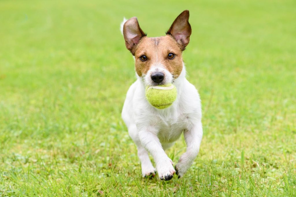 Importancia del juego: bienestar del perro