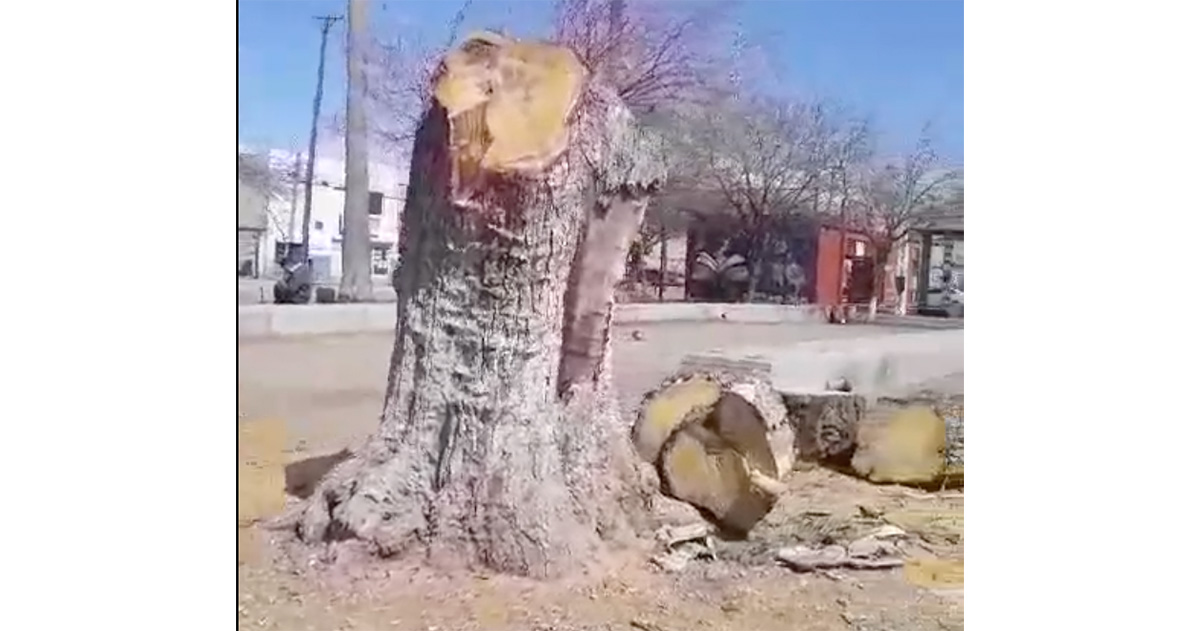 Denuncian ecocidio de árboles del Monumento para dar bienvenida a