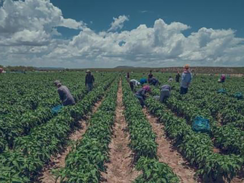 Refuta Sader: La inversión federal en el campo chihuahuense supera los ...