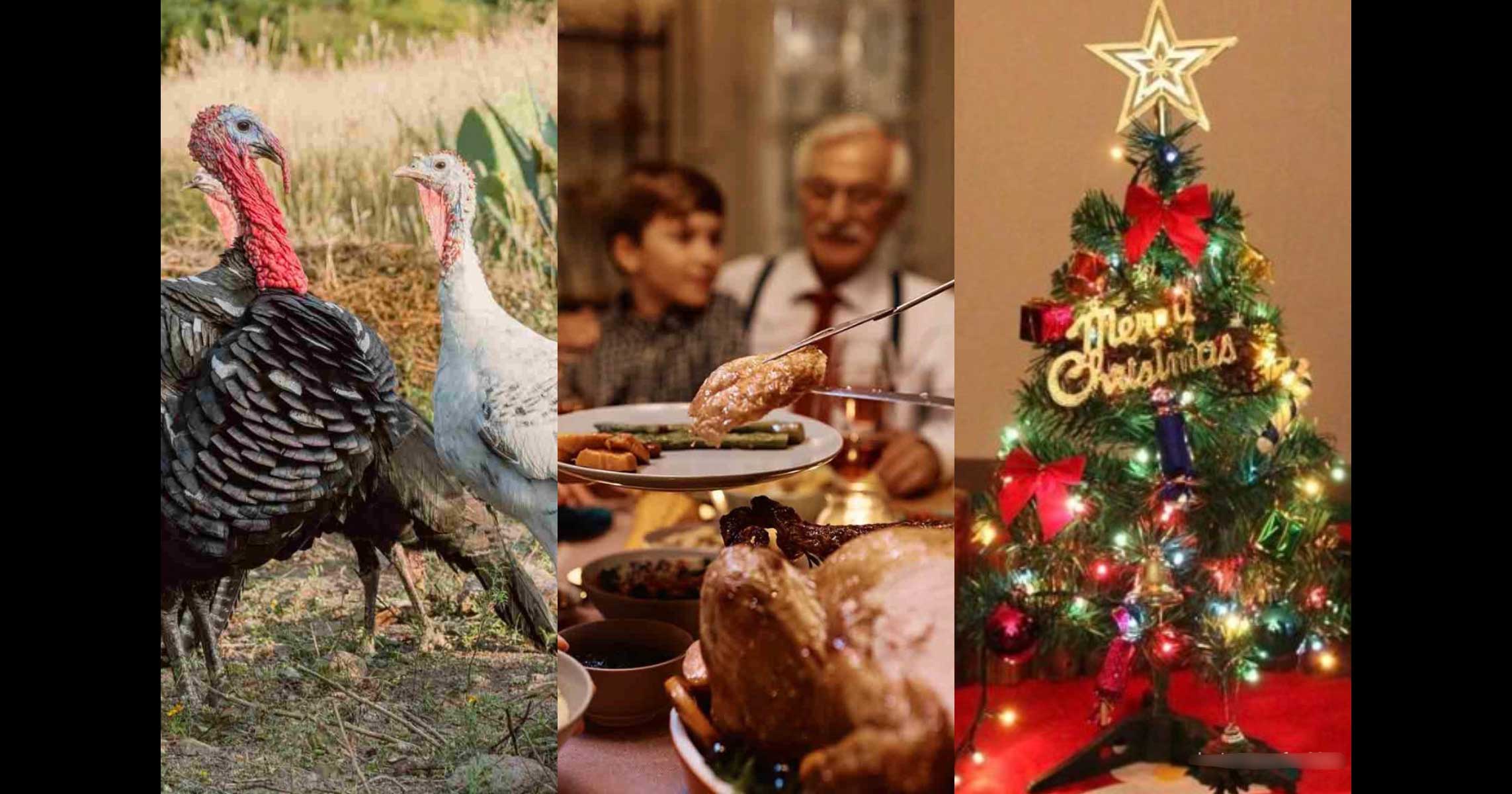 El pavo y el pino son tradiciones navideñas, ¿por qué? - Norte de ...