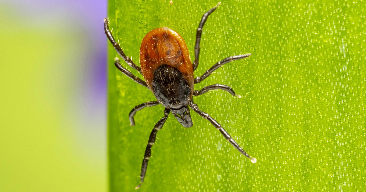 Lidera Ciudad Juárez casos de rickettsiosis a nivel estatal - Norte de ...