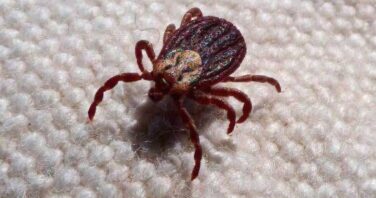 rickettsia rickettsiosis