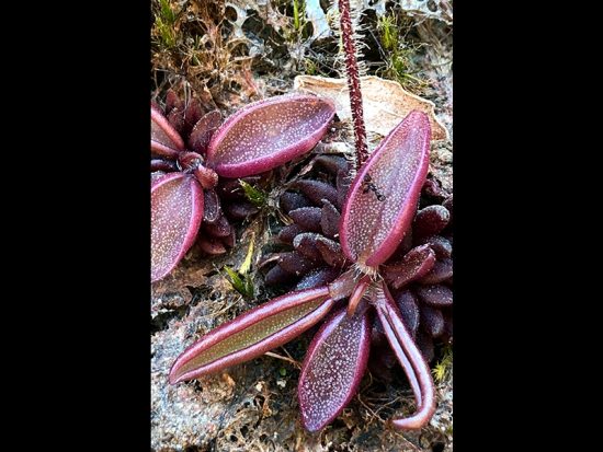 planta carnívora