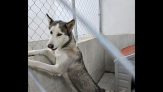 perro husky Sasha
