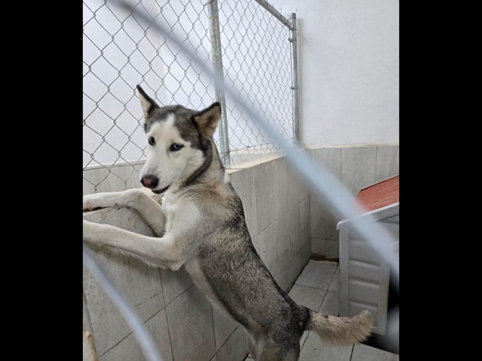 perro husky