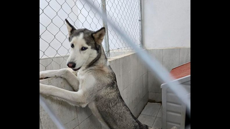 perro husky Sasha