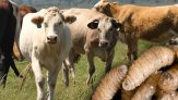 ganado, EU, gusano barrenador