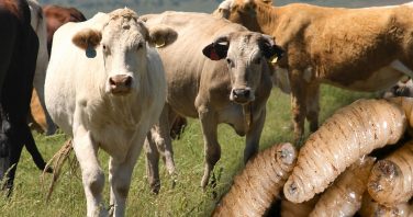 ganado, EU, gusano barrenador