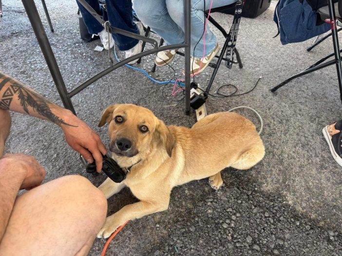 esterilización de mascotas