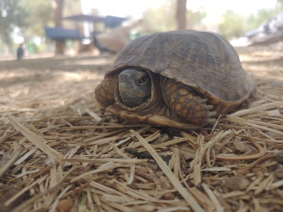 Tortuga abandonada en el Parque Central