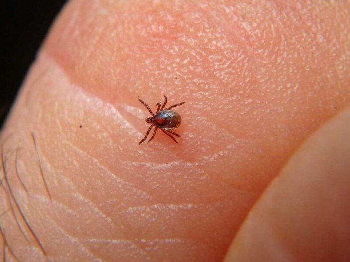 Garrapata, rickettiosis