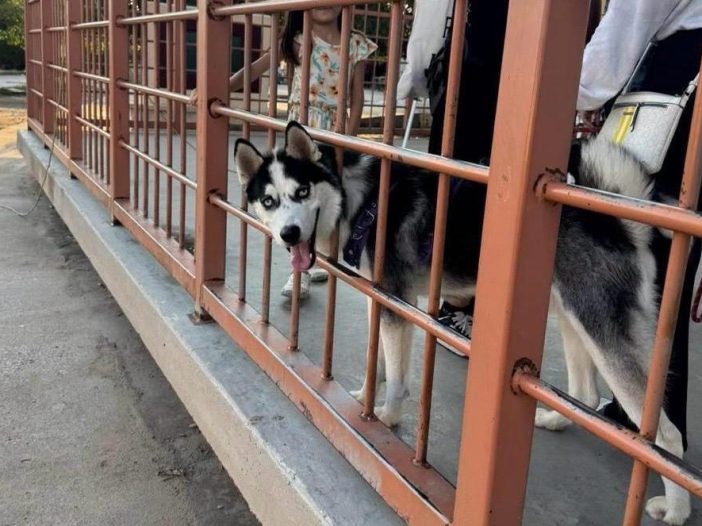 esterilización de mascotas