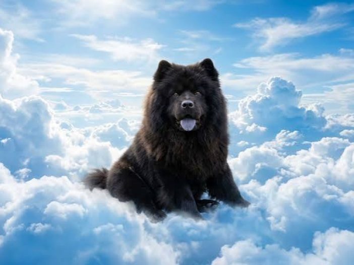 chow chow