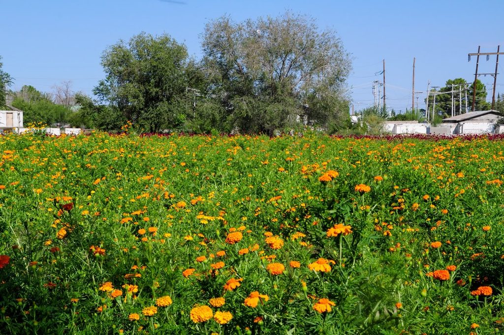 Loma Blanca